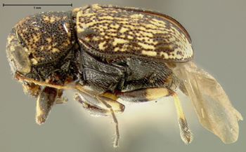 Media type: image;   Entomology 24923 Aspect: habitus lateral view